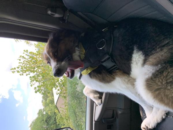 /Images/uploads/Louies Legacy Animal Rescue/cutest-rescue-pet-2023/entries/28118thumb.jpg
